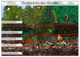 Vorschau - Stationenlernen - Übersichtsblatt - Stockwerke des Waldes - Seite 2