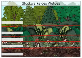 Vorschau - Arbeitsblätter - Arbeitsblatt - Stockwerke des Waldes - Seite 1