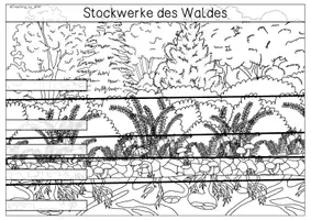 Vorschau - Arbeitsblätter - Arbeitsblatt - Stockwerke des Waldes - Seite 2