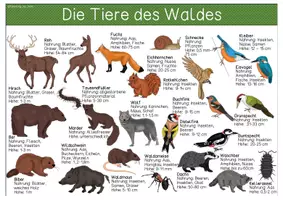 Vorschau - Arbeitsblätter - Übersichtsblätter - Waldtiere - Seite 1