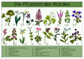 Vorschau - Arbeitsblätter - Übersichtsblätter -Waldpflanzen - Seite 1