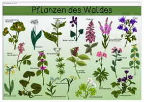 Vorschau - Arbeitsblätter - Übersichtsblätter -Waldpflanzen - Seite 2
