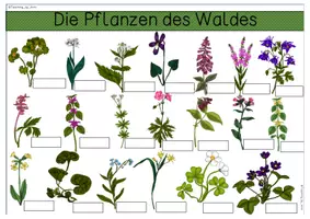 Vorschau - Arbeitsblätter - Übersichtsblätter -Waldpflanzen - Seite 3