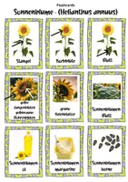 Vorschau - Fördermaterial/Inklusion - Sonnenblume (Helianthus annuus) | Flashcards + Poster - Seite 1