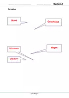 Vorschau - Arbeitsblätter - Der Magen - Farbfolien - Seite 1