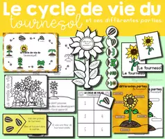 Aperçu - Affichage - Le cycle de vie du tournesol - Page de couverture