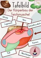 Vorschau - Präsentationen/Tafelbilder - Tafelbild: Der Körperbau der Teichmuschel/ Weichtier - Deckblatt