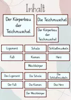 Vorschau - Präsentationen/Tafelbilder - Tafelbild: Der Körperbau der Teichmuschel/ Weichtier - Seite 1