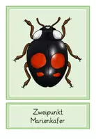 Vorschau - Präsentationen/Tafelbilder - Marienkäfer Tafelbilder - Seite 2