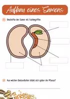 Vorschau - Arbeitsblätter - Aufbau eines Samens - Seite 1