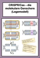 Vorschau - Arbeitsblätter - CRISPR/Cas - die molekulare Genschere: Legemodell - Deckblatt