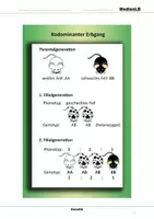 Vorschau - Arbeitsblätter - Genetik - Farbfolien - Seite 2