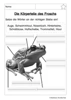 Vorschau - Arbeitsblätter - Der Frosch im Sachunterricht - Seite 1