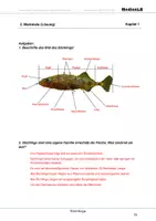 Vorschau - Arbeitsblätter - Stichlinge - Arbeitsblätter mit Lösungen - Seite 3