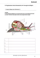 Vorschau - Arbeitsblätter - Schnecken und ihre Lebensräume - Ergänzende Aufgaben mit Lösungen - Deckblatt