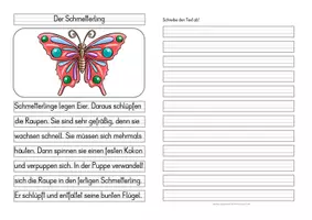 Vorschau - Anderer Materialtyp - Schmetterling - Differenzierte Tafel-, Ansage und Abschreibtexte - Seite 2