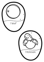 Aperçu - Matériel interactif - Cycle de vie de la tortue de mer - Mini livret - Page 2