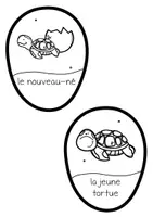Aperçu - Matériel interactif - Cycle de vie de la tortue de mer - Mini livret - Page 3