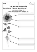 Vorschau - Arbeitsblätter - Sonnenblume - Seite 3
