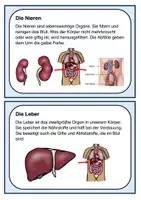Vorschau - Stationenlernen - Wissenskartei: Unser Körper- wichtige Organe. Kartei zum Lesen & Abschreiben & Informieren - Seite 2