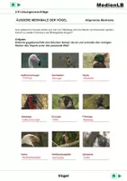Vorschau - Arbeitsblätter - Vögel - Lösungsvorschläge - Deckblatt