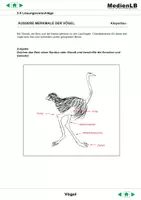 Vorschau - Arbeitsblätter - Vögel - Lösungsvorschläge - Seite 2