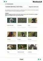 Vorschau - Arbeitsblätter - Vögel - Arbeitsblätter - Deckblatt
