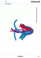 Vorschau - Arbeitsblätter - Reptilien - Farbfolien - Deckblatt