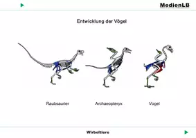 Vorschau - Arbeitsblätter - Wirbeltiere - Farbfolien - Deckblatt