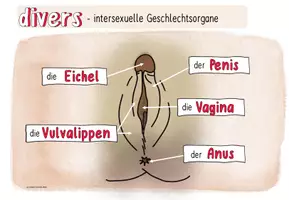 Vorschau - Poster - Materialpaket | Geschlechtsorgane: männlich, weiblich, divers - Seite 3