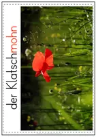 Vorschau - Präsentationen/Tafelbilder - Tafelbilder Wiese | Wiesenpflanzen & Wiesentiere - Seite 3