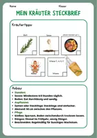 Vorschau - Unterrichtsreihen - Kräuterkunde Steckbrief Rosmarin - Seite 1