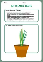 Vorschau - Arbeitsblätter - Kräuterkunde Steckbrief Schnittlauch - Deckblatt