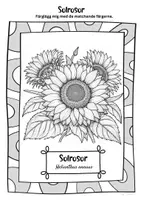 förhandsvisning - Freebie: gratis Färgläggningsbild Solros - sida 3