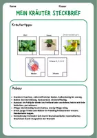 Vorschau - Arbeitsblätter - Kräuterkunde Steckbrief Brennessel - Seite 1