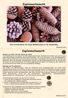 Vorschau - Stundenentwürfe - Zapfenmathematik in der Grundschule - Seite 1