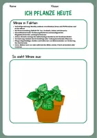Vorschau - Mal- und Bastelvorlagen - Kräuterkunde Steckbrief Minze - Deckblatt