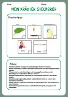 Vorschau - Mal- und Bastelvorlagen - Kräuterkunde Steckbrief Minze - Seite 1