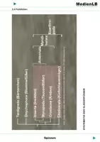 Vorschau - Präsentationen/Tafelbilder - Spinnen - Farbfolien - Deckblatt