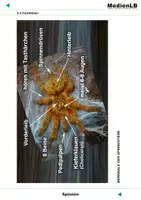Vorschau - Präsentationen/Tafelbilder - Spinnen - Farbfolien - Seite 1