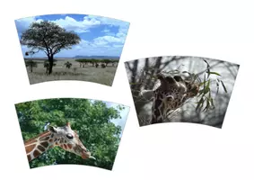 Vorschau - Präsentationen/Tafelbilder - 🦒 Legekreis Giraffe 🦒 - Seite 2