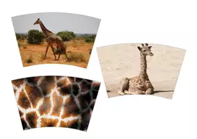 Vorschau - Präsentationen/Tafelbilder - 🦒 Legekreis Giraffe 🦒 - Seite 3