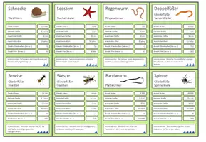 Vorschau - Spiele - Wirbellose Tiere – Trumpf Kartenspiel - Seite 1