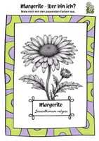 Vorschau - Mal- und Bastelvorlagen - Margerite Ausmalbilder | Leucanthemum vulgare - Seite 1
