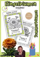 Vorschau - Mal- und Bastelvorlagen - Ausmalbilder Ringelblumen | Calendula officinalis - Deckblatt
