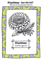 Vorschau - Mal- und Bastelvorlagen - Ausmalbilder Ringelblumen | Calendula officinalis - Seite 2