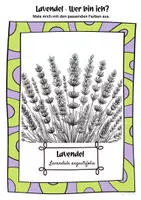Vorschau - Mal- und Bastelvorlagen - Ausmalbilder Lavendel | Lavandula angustifolia - Seite 1
