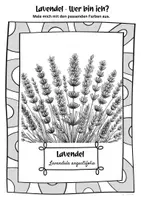 Vorschau - Mal- und Bastelvorlagen - Ausmalbilder Lavendel | Lavandula angustifolia - Seite 2
