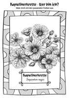 Vorschau - Mal- und Bastelvorlagen - Ausmalbilder Kapuzinerkresse | Tropaeolum majus - Seite 2