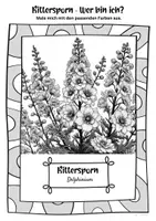Vorschau - Mal- und Bastelvorlagen - Ausmalbilder Rittersporn | Delphinium - Seite 2